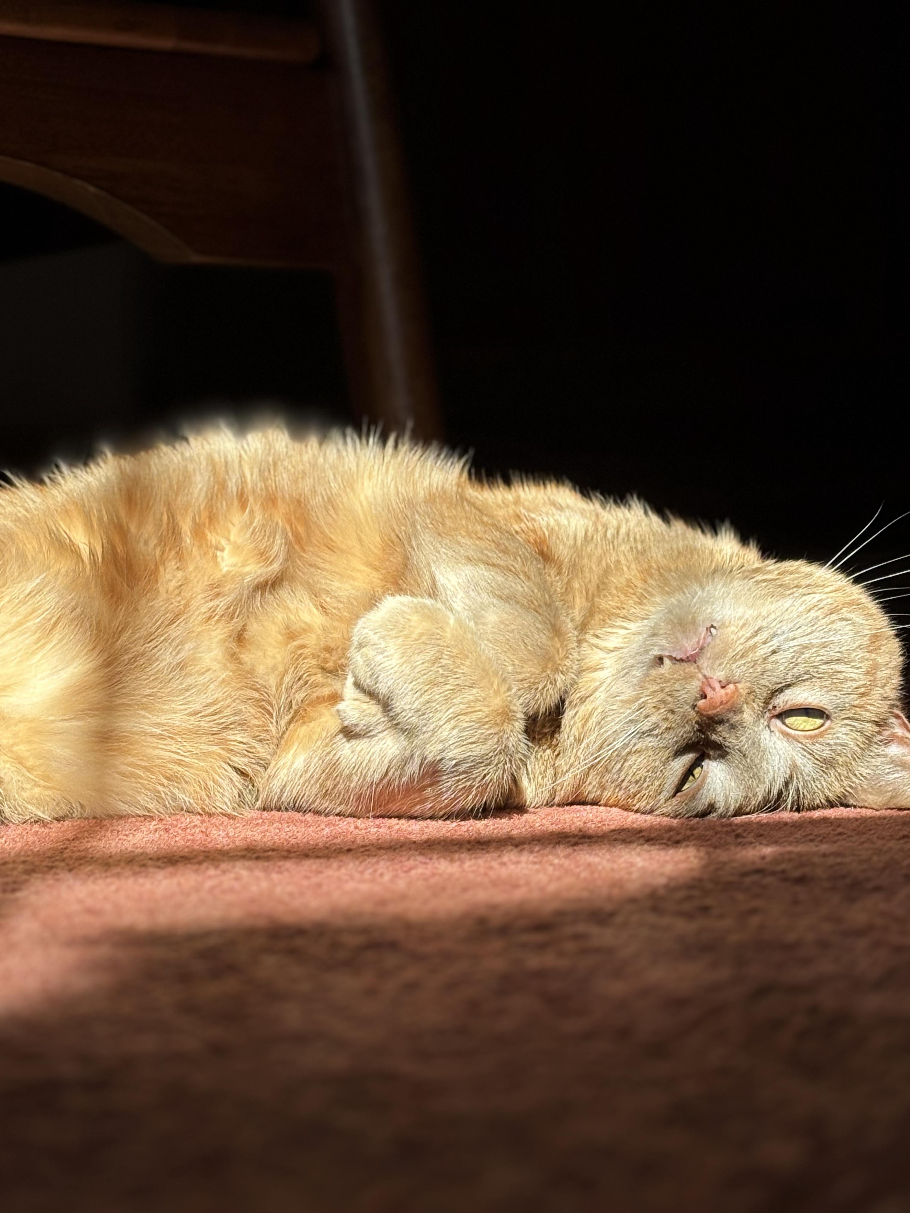 My cat Bernard soaking up some sun