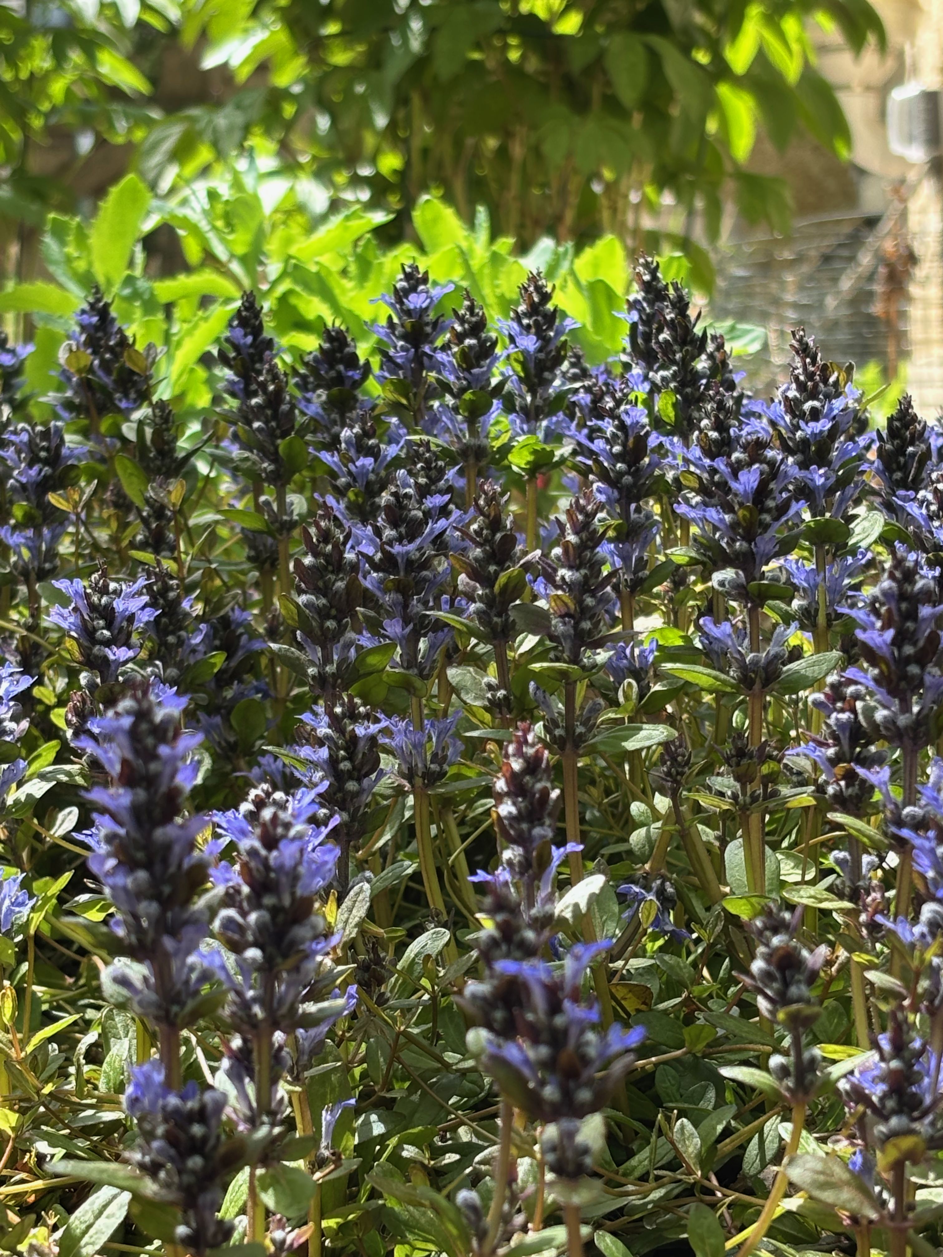 Purple-blue ajuga flowers crowd together in bright afternoon sunlight, with soft green foliage glowing behind them.