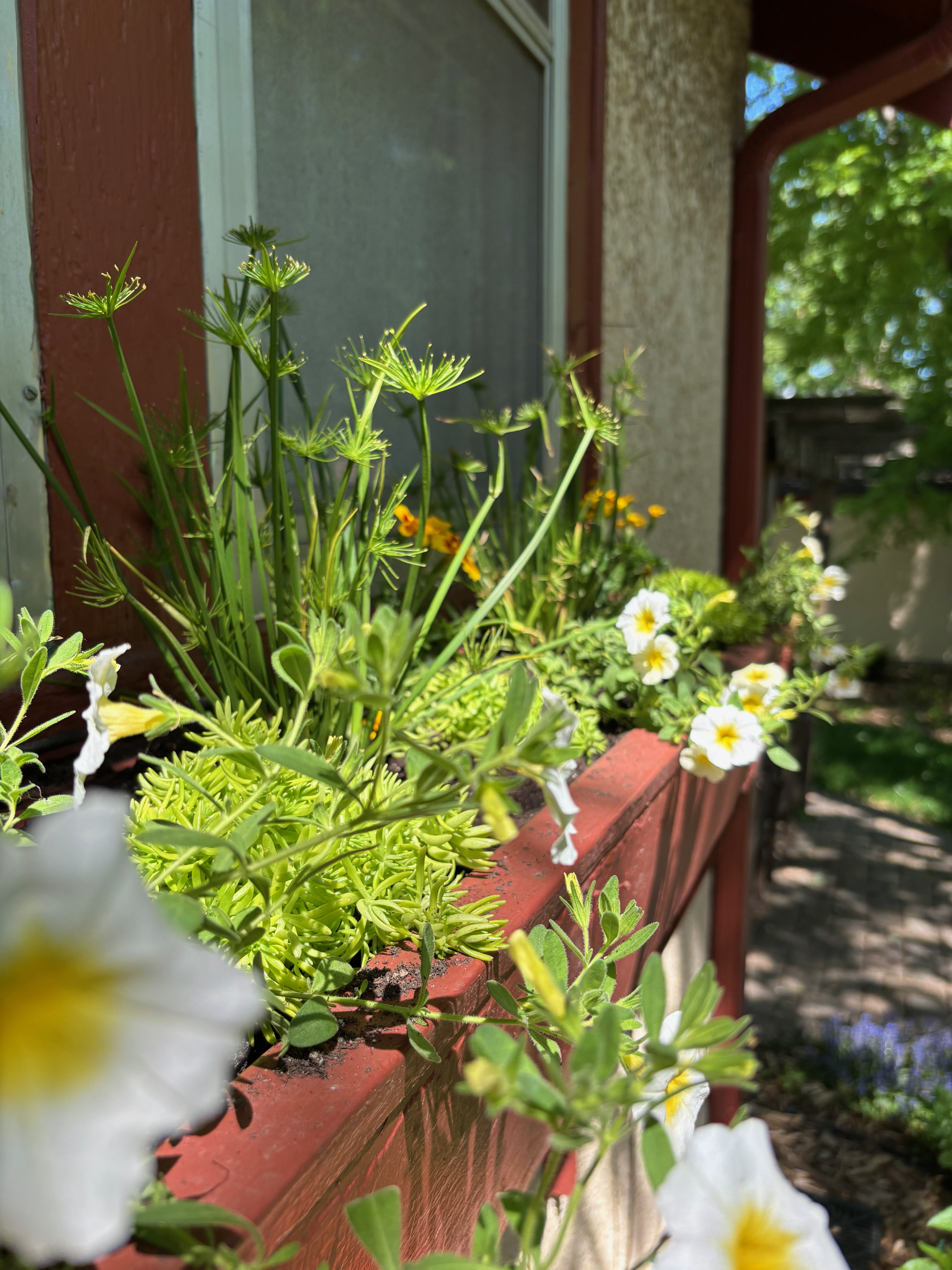 Sunlit window box filled with white and yellow flowers and green foliage beside a house walkway.