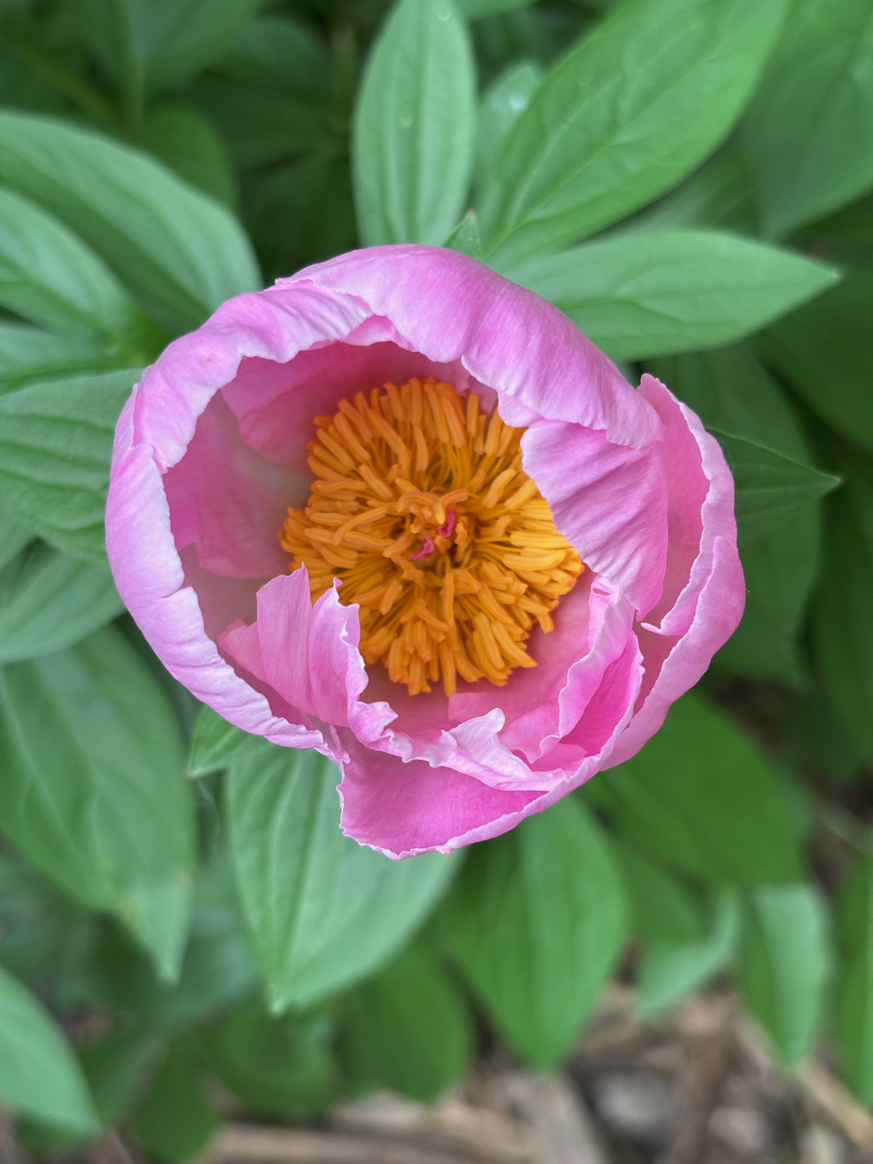 Pink peony flower with soft pink petals and a golden-yellow center surrounded by green foliage.