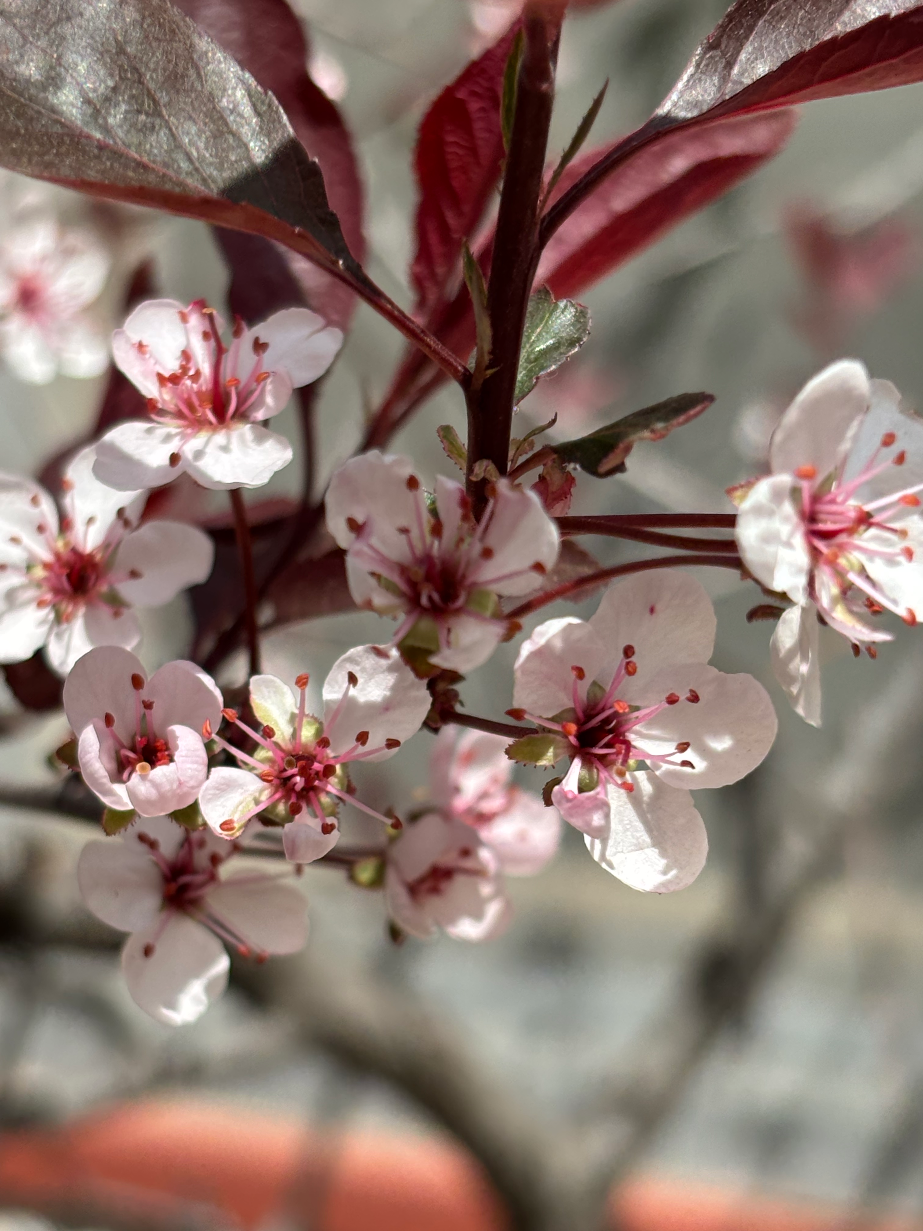 Delicate pale pink sand cherry blossoms against deep burgundy leaves, lit by warm spring sun.