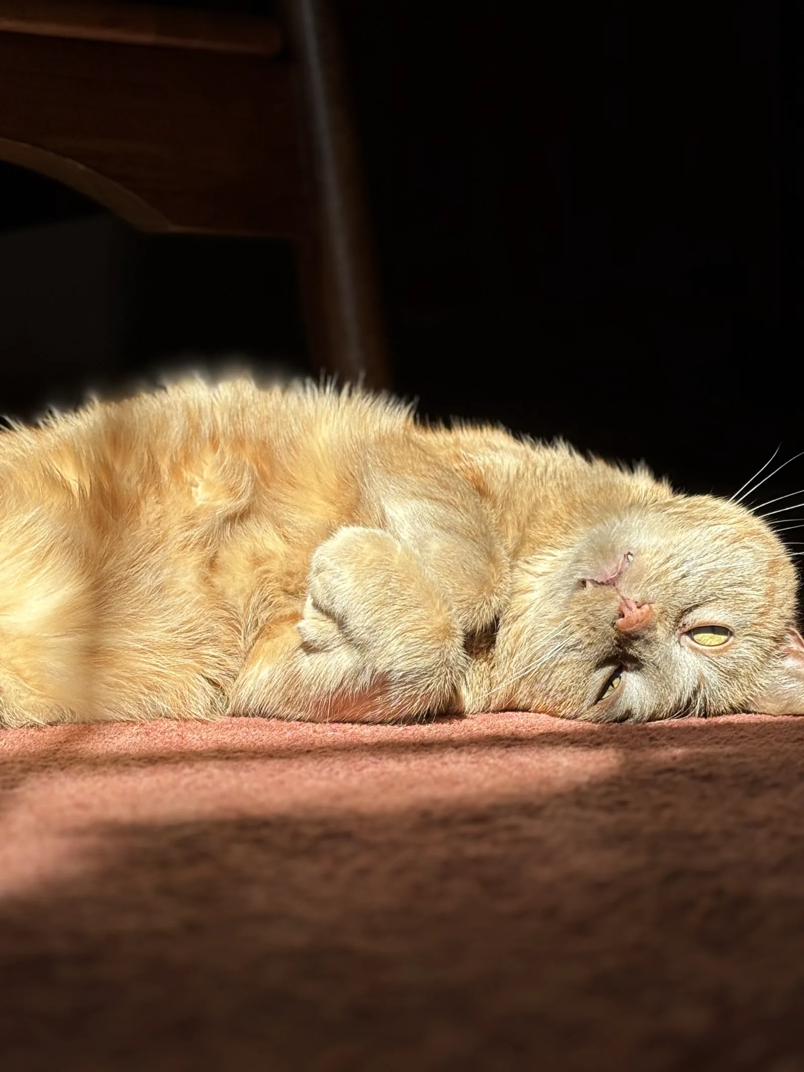 My cat Bernard soaking up some sun