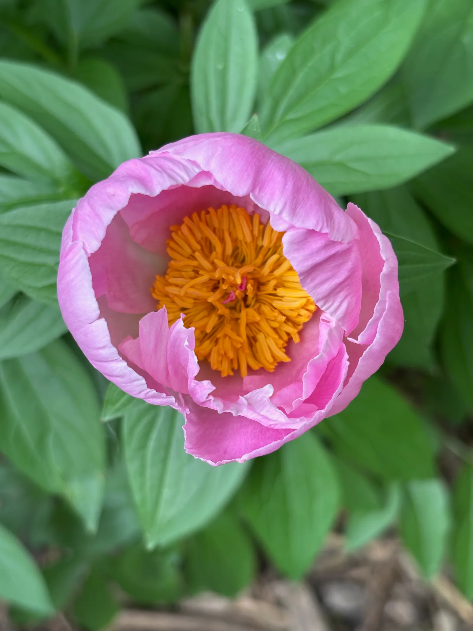 Pink peony flower with soft pink petals and a golden-yellow center surrounded by green foliage.