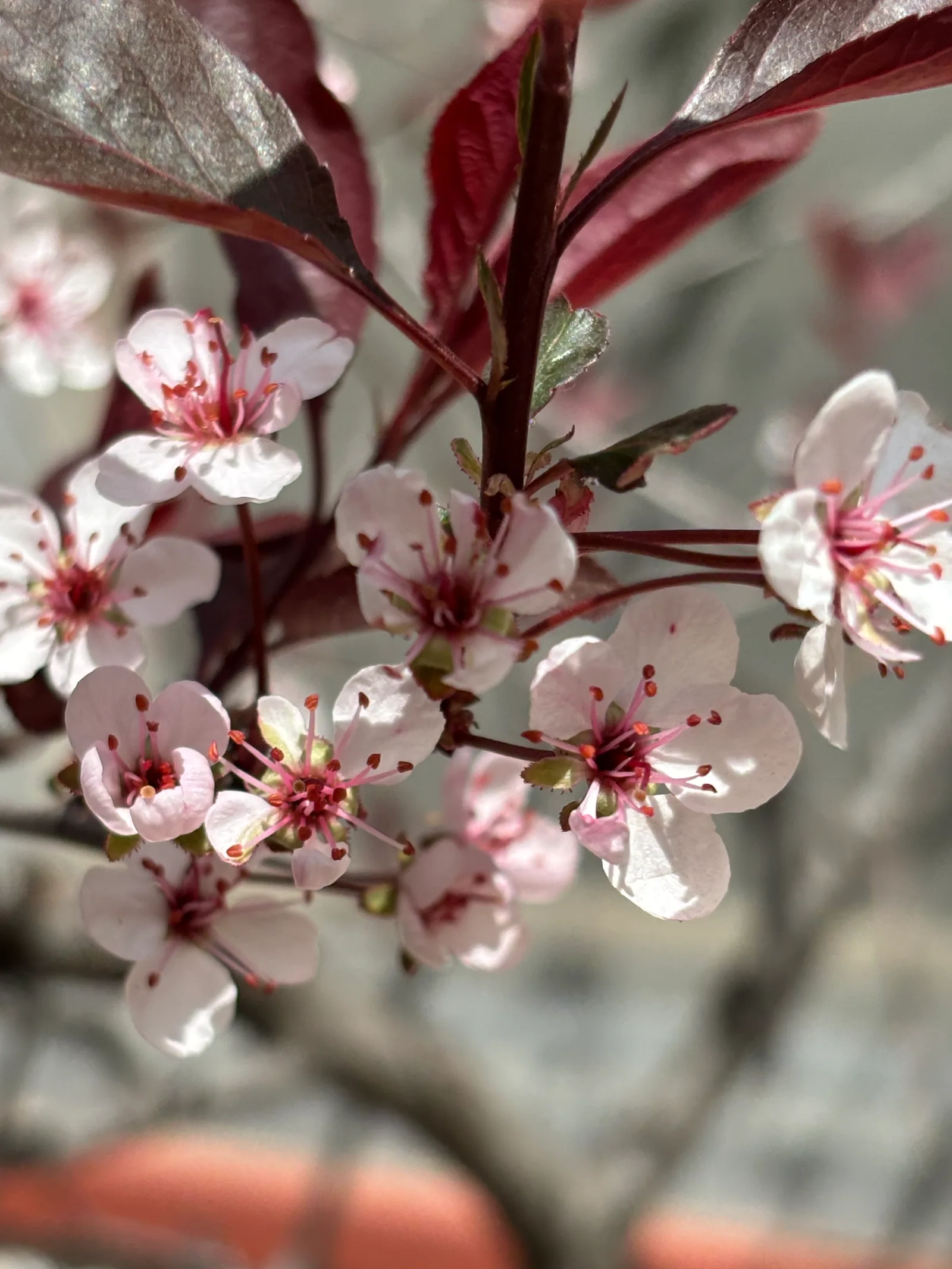 Delicate pale pink sand cherry blossoms against deep burgundy leaves, lit by warm spring sun.